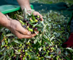 Extra virgin olive oil bulk